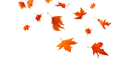 Autumn colorful leaves falling isolated on transparent background png