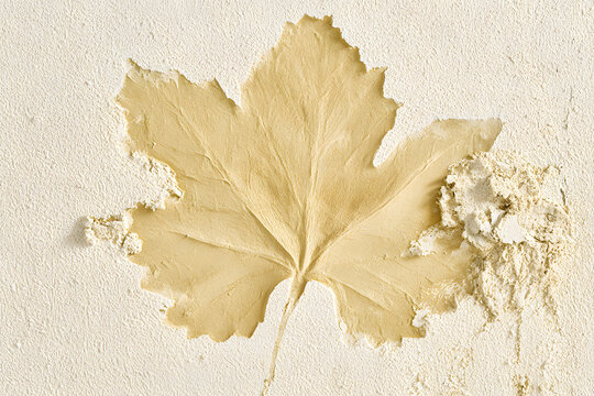 Detailed imprint impression of a large lobed maple leaf pressed into beige plaster wall texture, showcasing natural botanical leaf fossil relief art and minimalist organic interior design.
