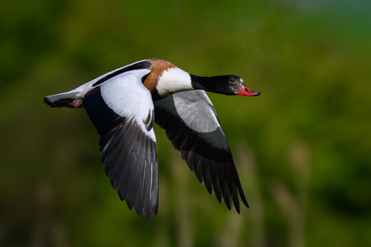 Common shelduck (Tadorna tadorna)