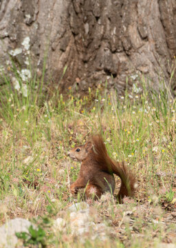 Ardilla roja (Sciurus vulgaris) en la Sierra de Cazorla, Espa&ntilde;a