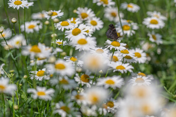 Fototapeta premium Butterflies dance among the vibrant daisies on a sunlit afternoon in a blooming meadow