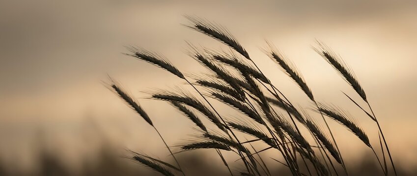 Silhouetted ornamental grass stems sway gently against a soft, blurred sunset sky, creating a serene natural backdrop