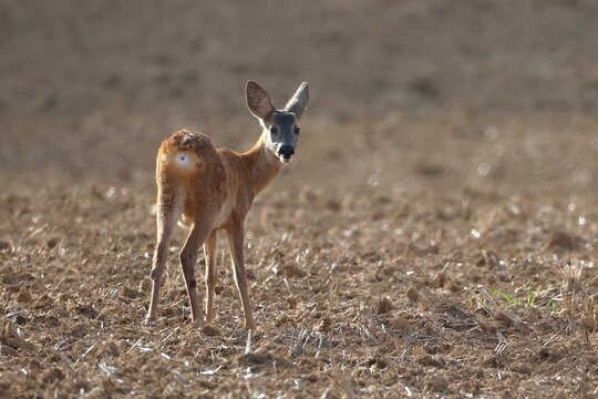 Gros plan d'un jeune chevreuil isol&eacute; debout dans un champ nu labour&eacute;. Sc&egrave;ne rural d'un animal seul avec un fond flou en arri&egrave;re plan.