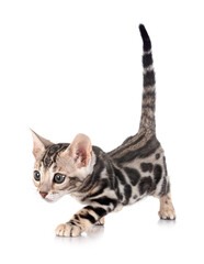 bengal kitten in studio © cynoclub