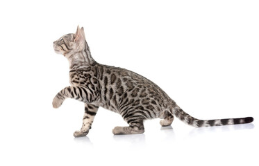 bengal in studio © cynoclub