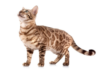 bengal in studio © cynoclub