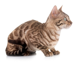 bengal in studio © cynoclub