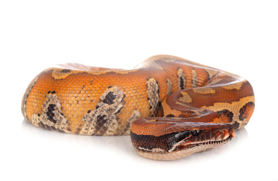 Python brongersmai in studio