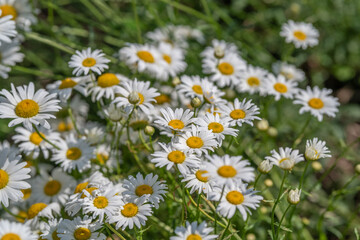 Fototapeta premium Bright daisies dance in the sunlight, painting a vibrant scene of nature's beauty in a serene garden setting