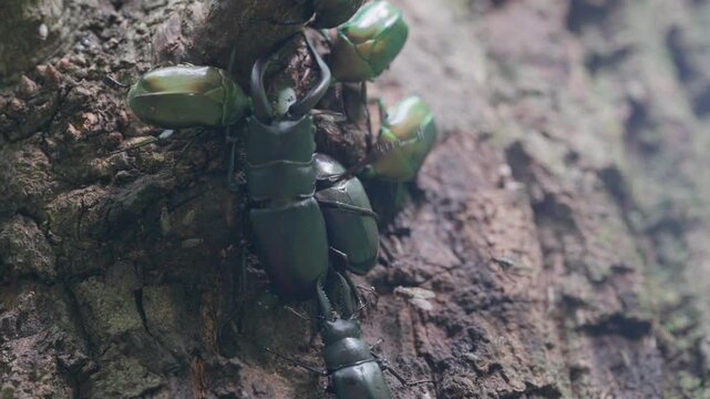 樹液を吸う大歯型のノコギリクワガタとカナブンに近づき逃げる小歯型のオス