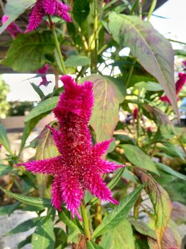 Bright Magenta Celosia Flower in Garden