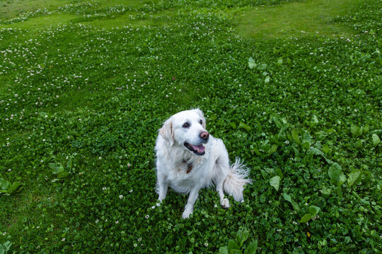 English Cream Golden Retriever, misty morning, Stanford, Klein Mountains in background