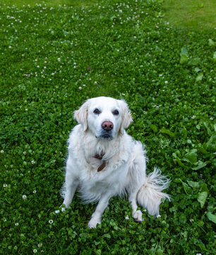 English Cream Golden Retriever, misty morning, Stanford, Klein Mountains in background