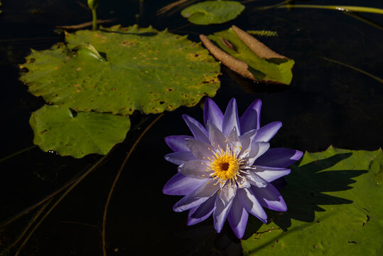 양평 두물머리 새미원 연못의 수련꽃, Water lilies in the pond at Semiwon, Dumulmeori, Yangpyeong