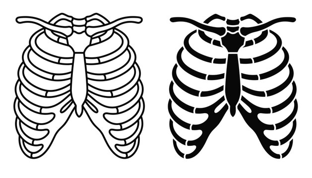 Human rib cage anatomical vector illustration set