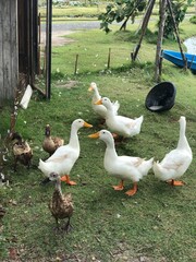 geese in the park © สฐิตา แสงแป้น