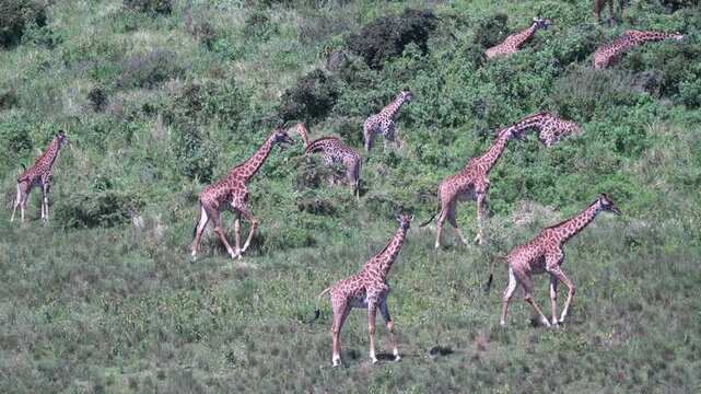 ンゴロンゴロ自然保護区の草原を歩くキリンの群れ、タンザニア（Giraffe Herd Walking in Ngorongoro Conservation Area, Tanzania）