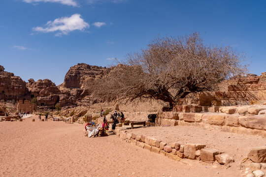 View of the ancient archaeological site of Petra with a large tree, sandy pathways, and rocky cliffs under a clear blue sky in Wadi Musa, Ma'an Governorate, Jordan.