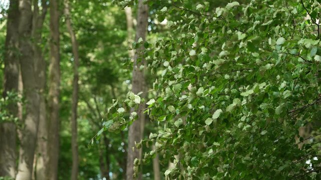 European Hornbeam Leaves Moving in the Wind in a Green Forest