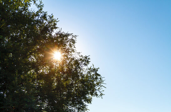 Bright Sunburst