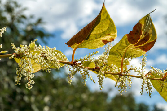 Japanese Knotweed (Reynoutria japonica)