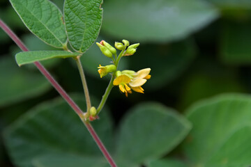 Obraz premium タンキリマメの花