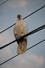 pigeon on a wire © Tatiana