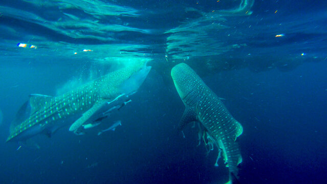 View of two whale sharks swimming in deep blue water with their characteristic white spotted patterns visible in Indonesia.