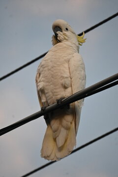 bird on a wire