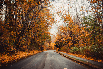 Obraz premium Scenic Seattle road in autumn, framed by red, orange, and golden foliage, with fallen leaves covering the street. 