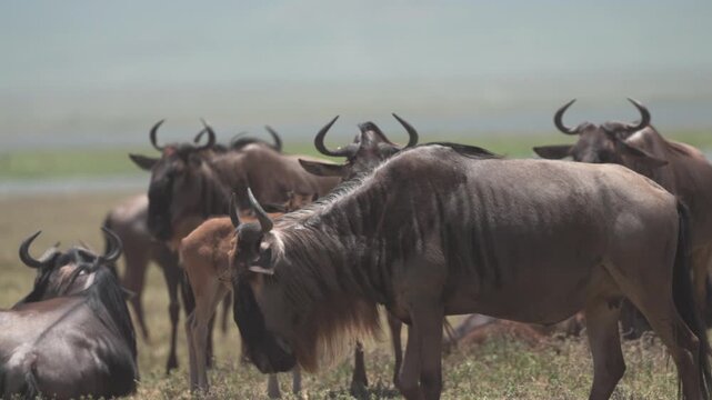 ンゴロンゴロ自然保護区のサバンナに群れるヌーと子ヌー、タンザニア（Wildebeest Herd in Ngorongoro Conservation Area, Tanzania）