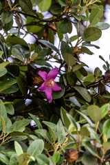 Lagunaria patersonia pertenece a la familia de Malvaceae. © CarlosHerreros