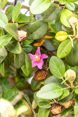 Lagunaria patersonia pertenece a la familia de Malvaceae. © CarlosHerreros