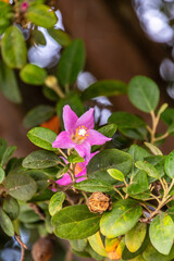 Lagunaria patersonia pertenece a la familia de Malvaceae. © CarlosHerreros