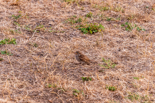 Passer domesticus pertenece a la familia de Passeridae.