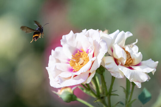 Insecte butineur approchant d'une rose