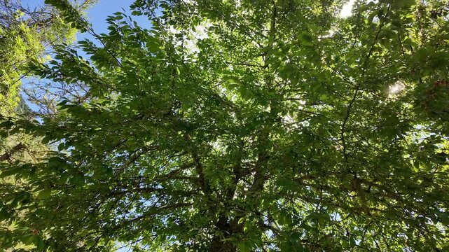 Filmed in 4K from a relaxing and evocative perspective: looking up from below at a tree canopy, with sunbeams filtering through the branches and leaves. ideal for content focused on relaxion
