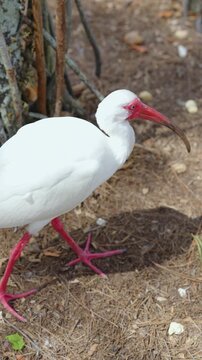 Close view of a white ibis showing its bright red bill and pink legs walking on dry ground