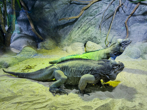 Pair of green iguanas walking together, exotic tropical reptiles