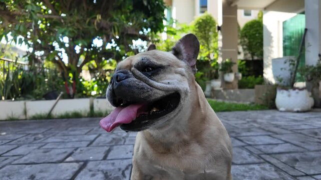 French Bulldog with Tongue Out: A cheerful French bulldog panting with its tongue hanging out, looking happy and relaxed in an outdoor setting.