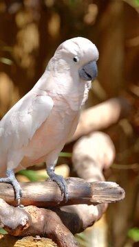 White cockatoo with pale plumage and curved beak perched on a weathered wooden branch