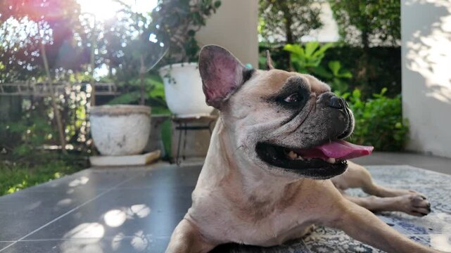 French Bulldog Relaxing Outdoors: A tan French Bulldog with characteristic large ears and wrinkled face lounges on a patterned mat on a tiled patio, panting with its tongue out in the warm sunshine.