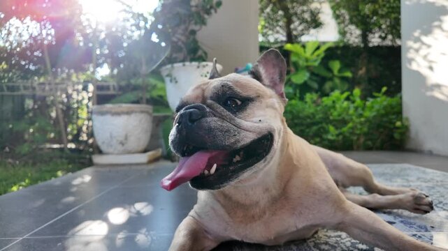 French Bulldog Smiling in Sun-Drenched Yard: A joyful French bulldog lies down on a tiled patio, its tongue lolling out panting from hot weather.
