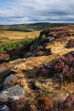 Stunning Peak District landscape from Surprise View with vibrant heather and dappled sunlight over the hills