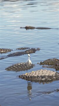 White egret stands calmly among numerous partially submerged alligators in murky water