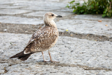 Young gull stands alert on weathered stone pavement © Romain