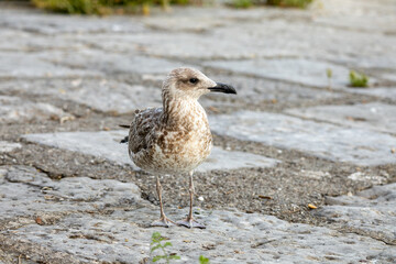 Young gull stands alert on wet cobblestones © Romain