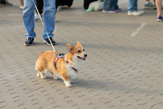 pembroke welsh corgi walks on a leash across a paved public area with people behind, showing responsible dog handling, outdoor exercise and pet event participation