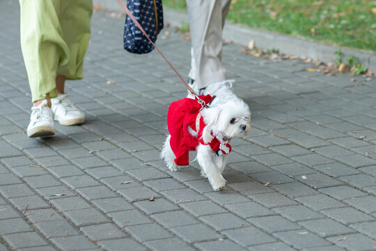small white maltese dog walks on a leash in a bright red dress beside two people on a paved path, combining pet fashion, urban companionship and outdoor exercise