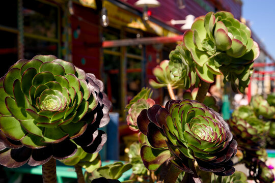 Green succulent rosettes growing in a colorful outdoor garden